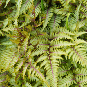 Japanese painted fern (Athyrium niponicum metallicum)