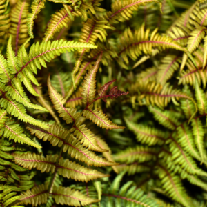 Japanese painted fern (Athyrium niponicum metallicum)