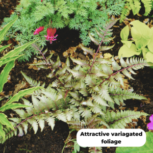 Japanese painted fern (Athyrium niponicum metallicum). Attractive variegated foliage.