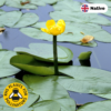 Brandy bottle (Nuphar lutea)