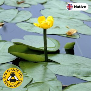 Brandy bottle (Nuphar lutea)