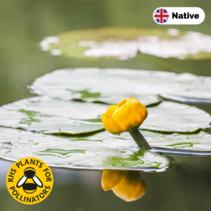 Brandy bottle (Nuphar lutea)