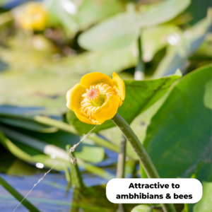 Brandy bottle (Nuphar lutea). Attractive to both amphibians and bees.