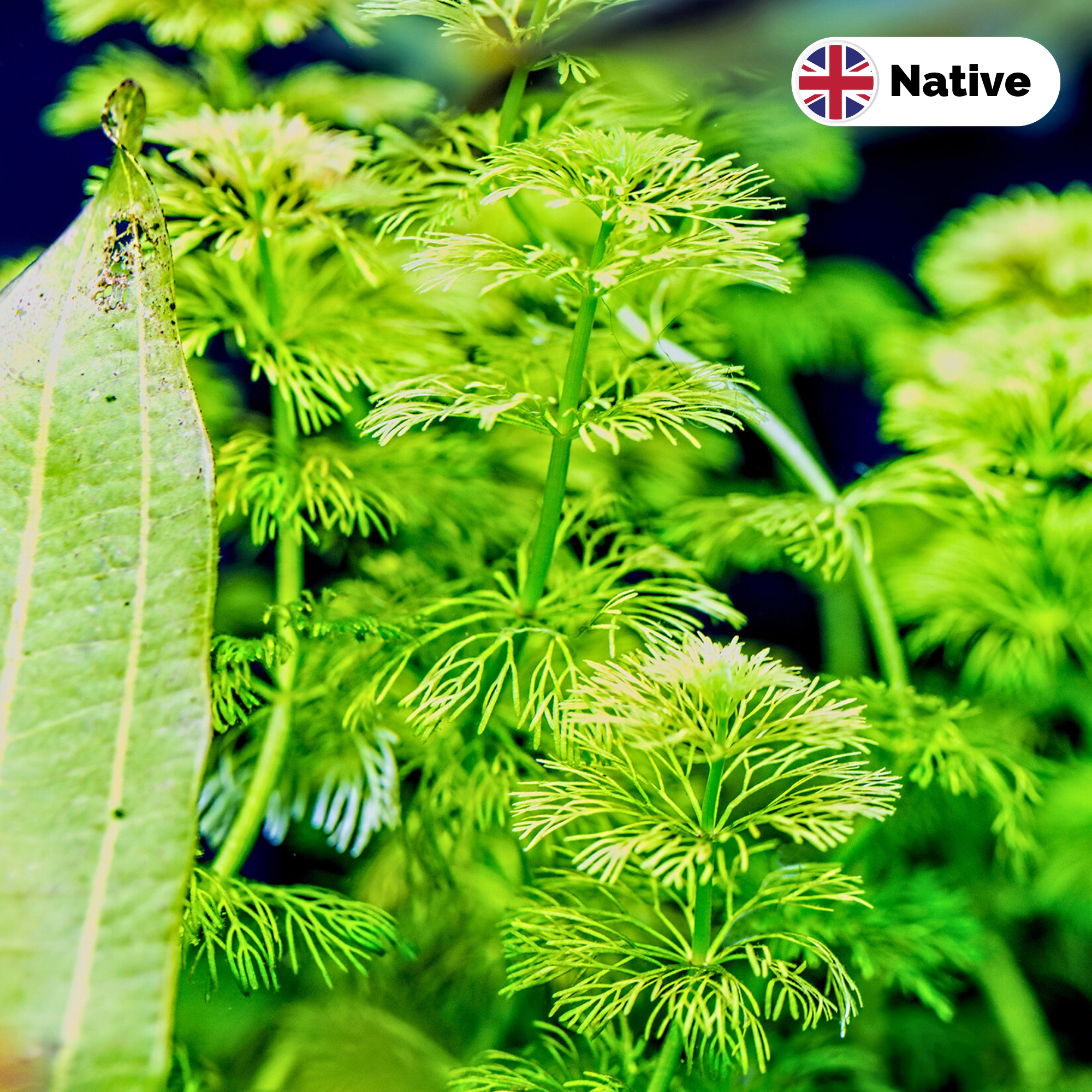 Hornwort (Ceratophyllum demersum)