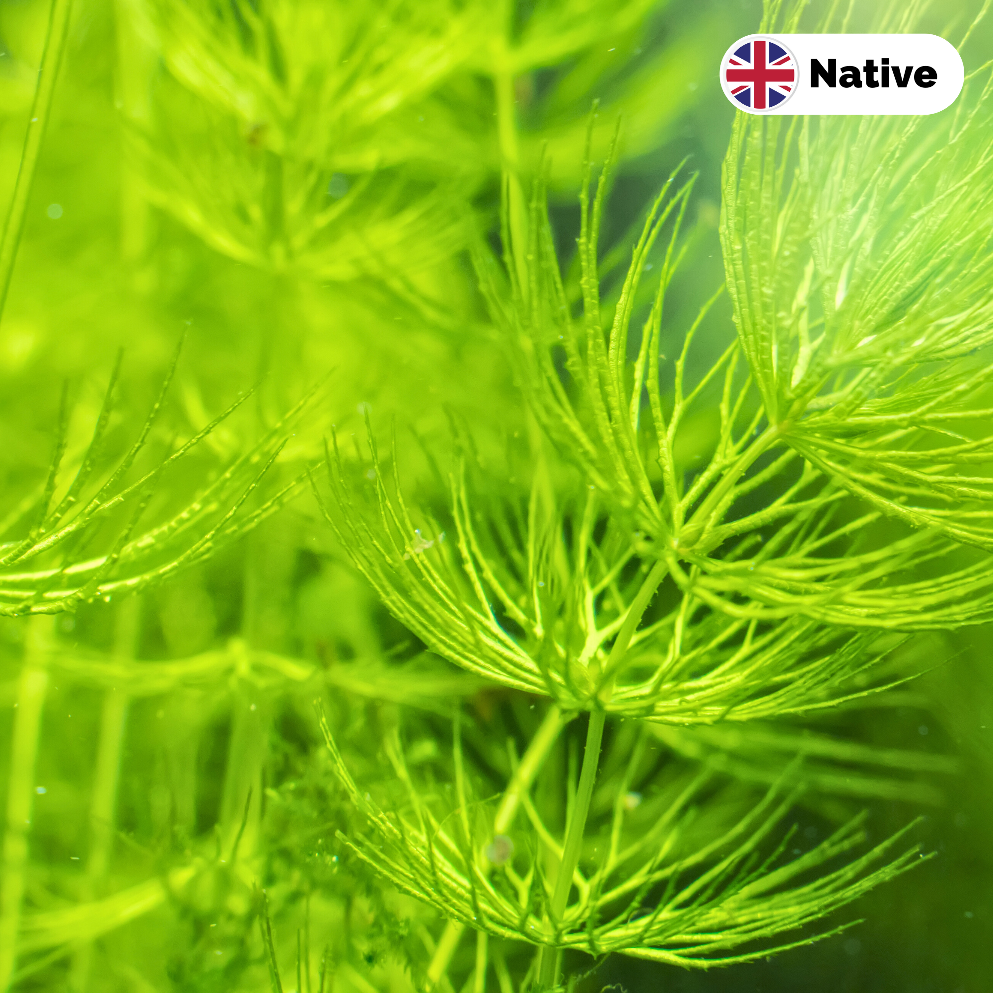 Hornwort (Ceratophyllum demersum)