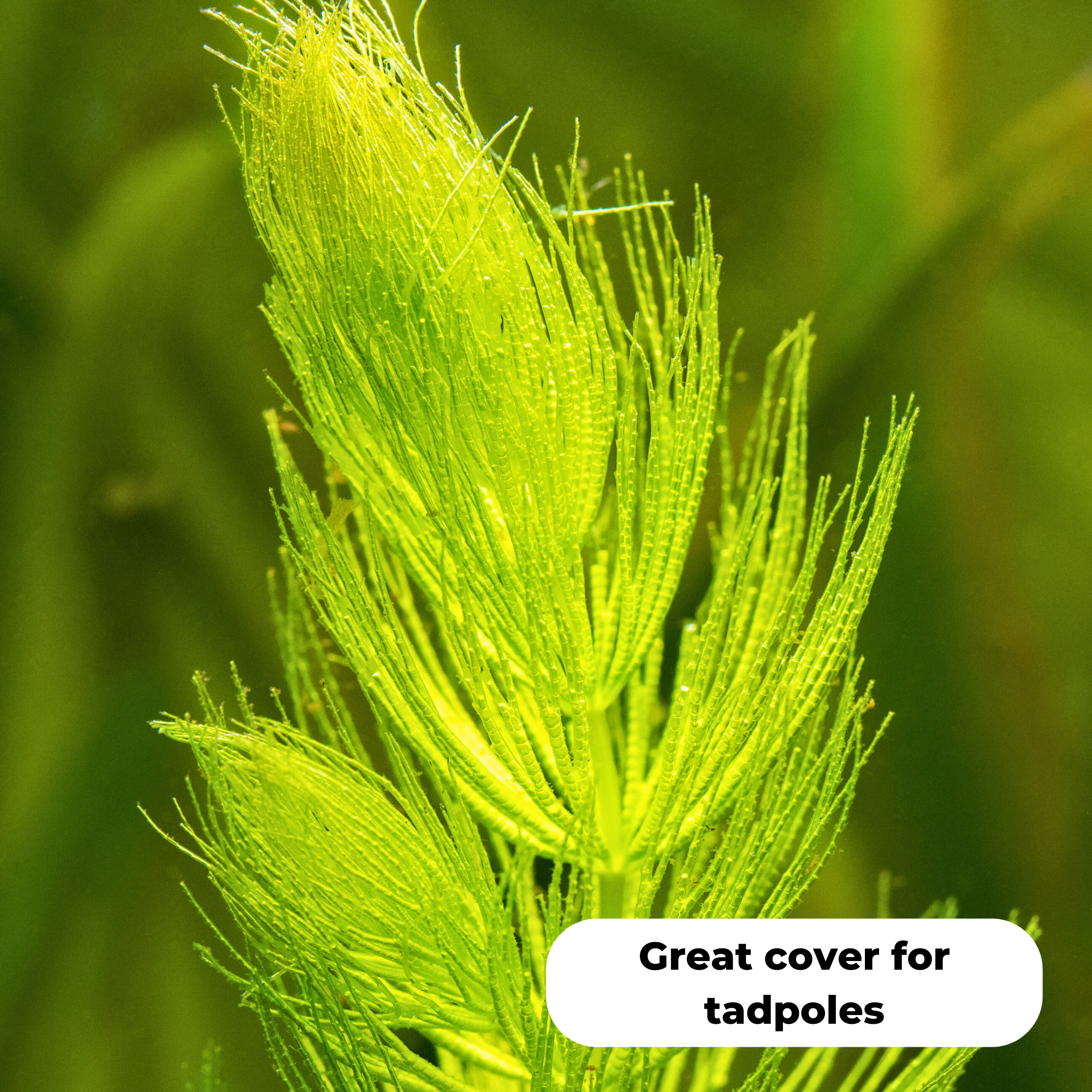 Hornwort (Ceratophyllum demersum). Great cover for tadpoles