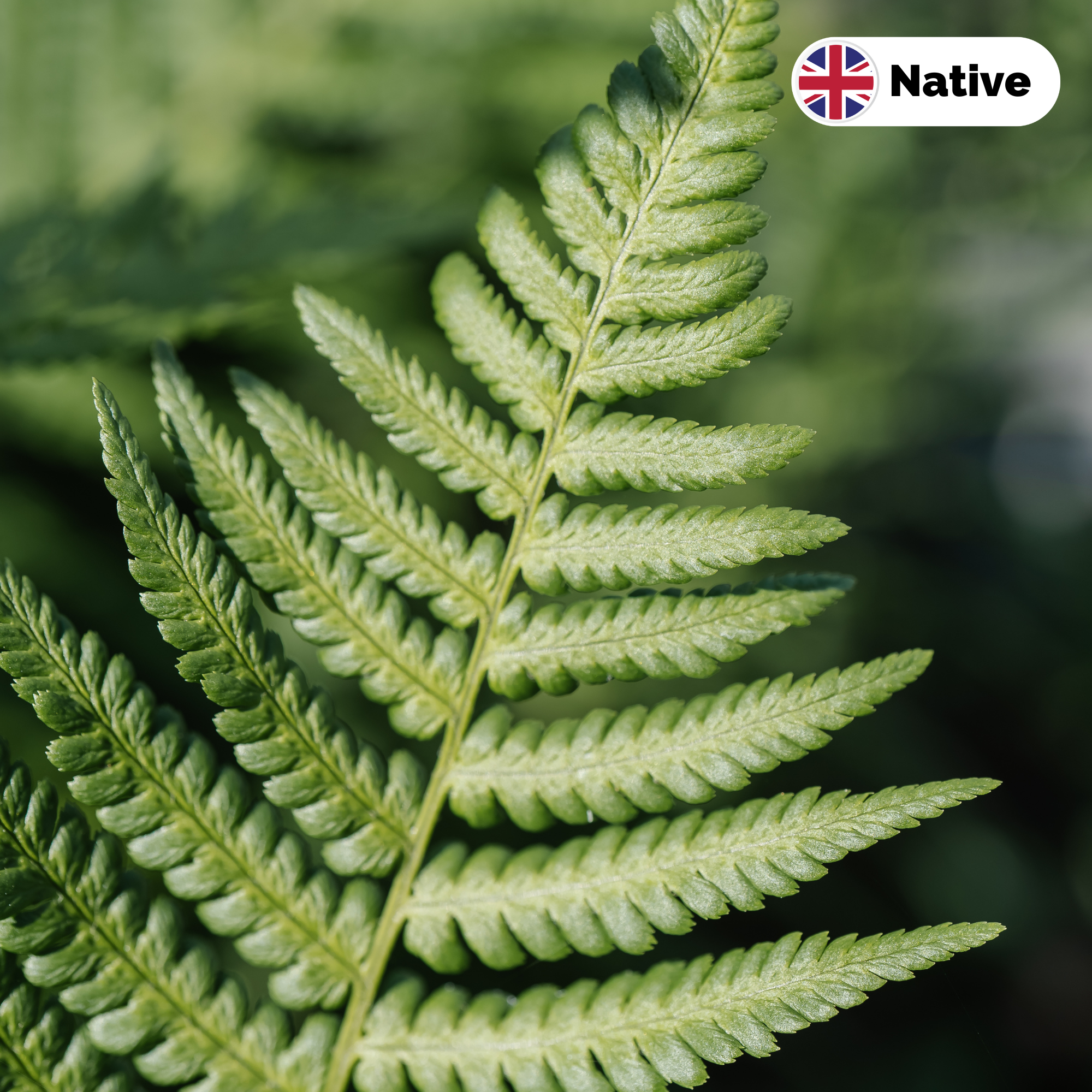 Lady fern (Athyrium filix femina)