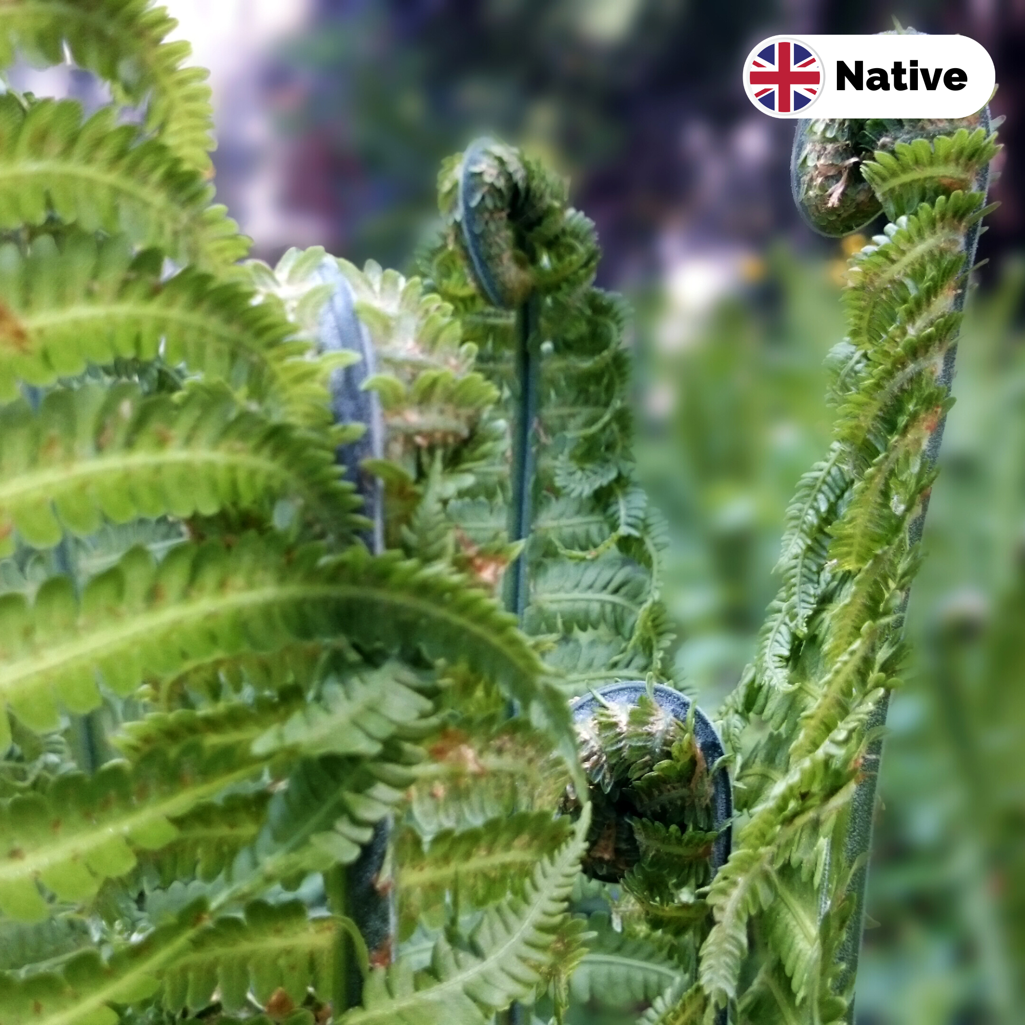 Lady fern (Athyrium filix femina)