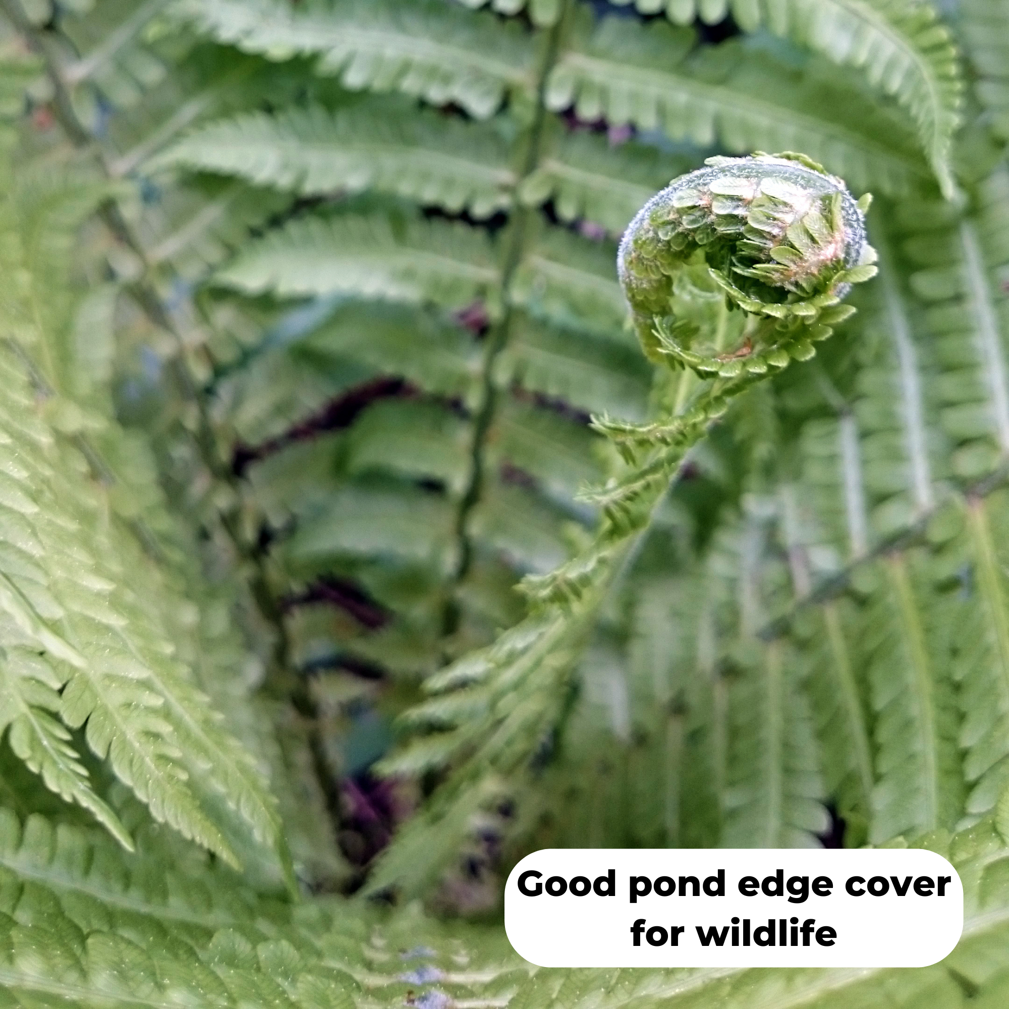 Lady fern (Athyrium filix femina). Good pond edge cover for wildlife.
