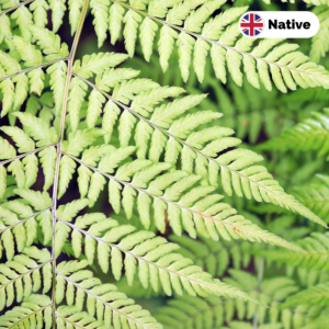 Male fern (Dryopteris filix-mas)