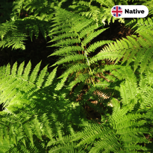 Male fern (Dryopteris filix-mas)