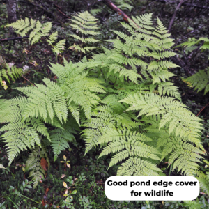 Male fern (Dryopteris filix-mas). Good pond edge cover for wildlife.
