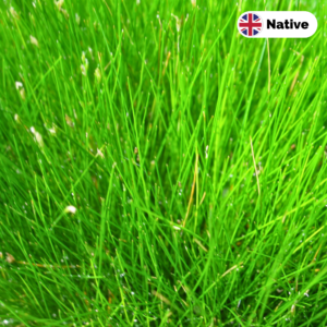 Needle spike-rush (Eleocharis acicularis)