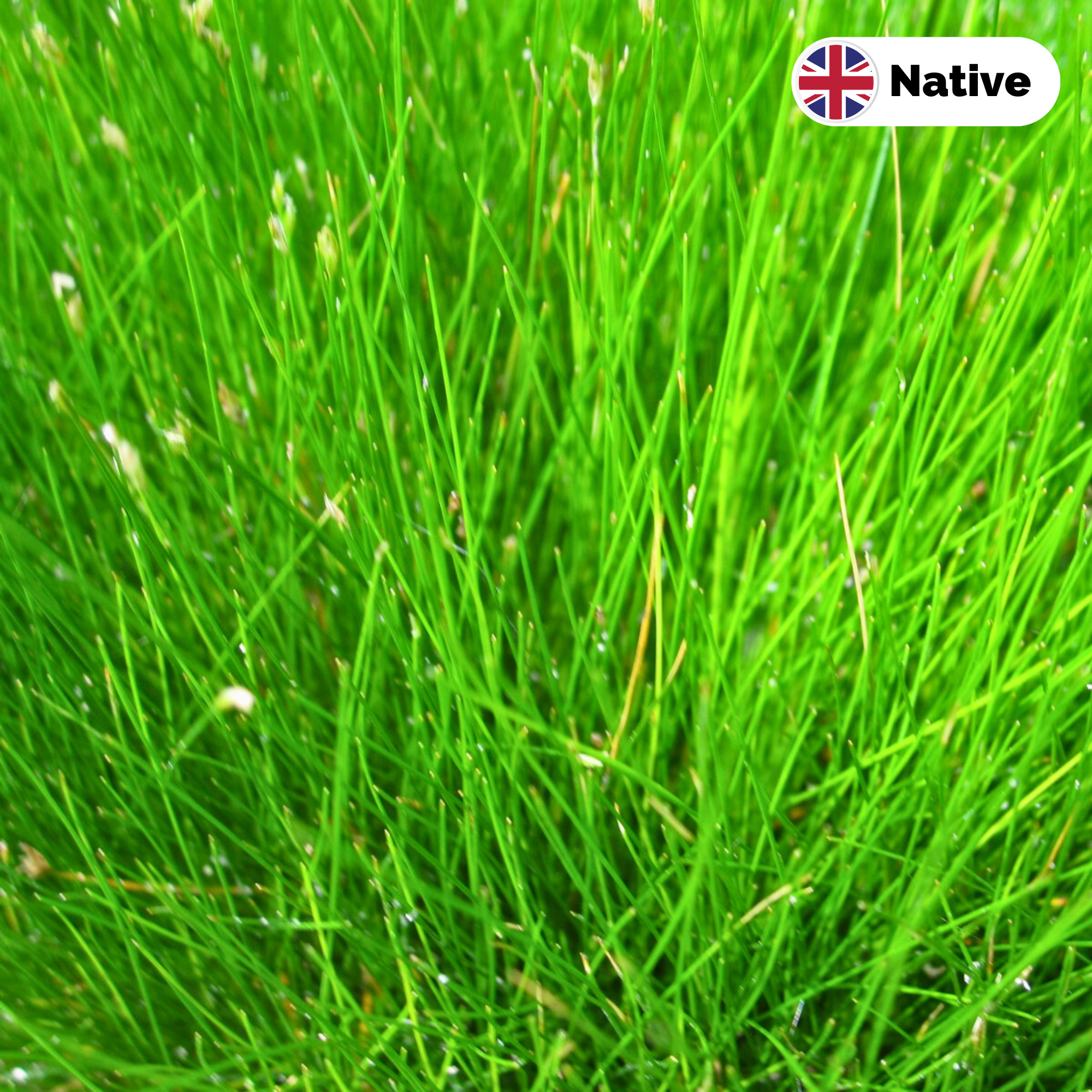 Needle spike-rush (Eleocharis acicularis)