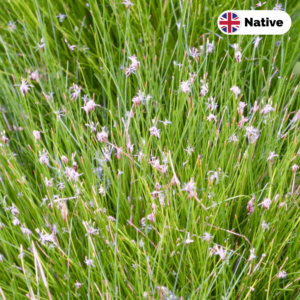 Needle spike-rush (Eleocharis acicularis)