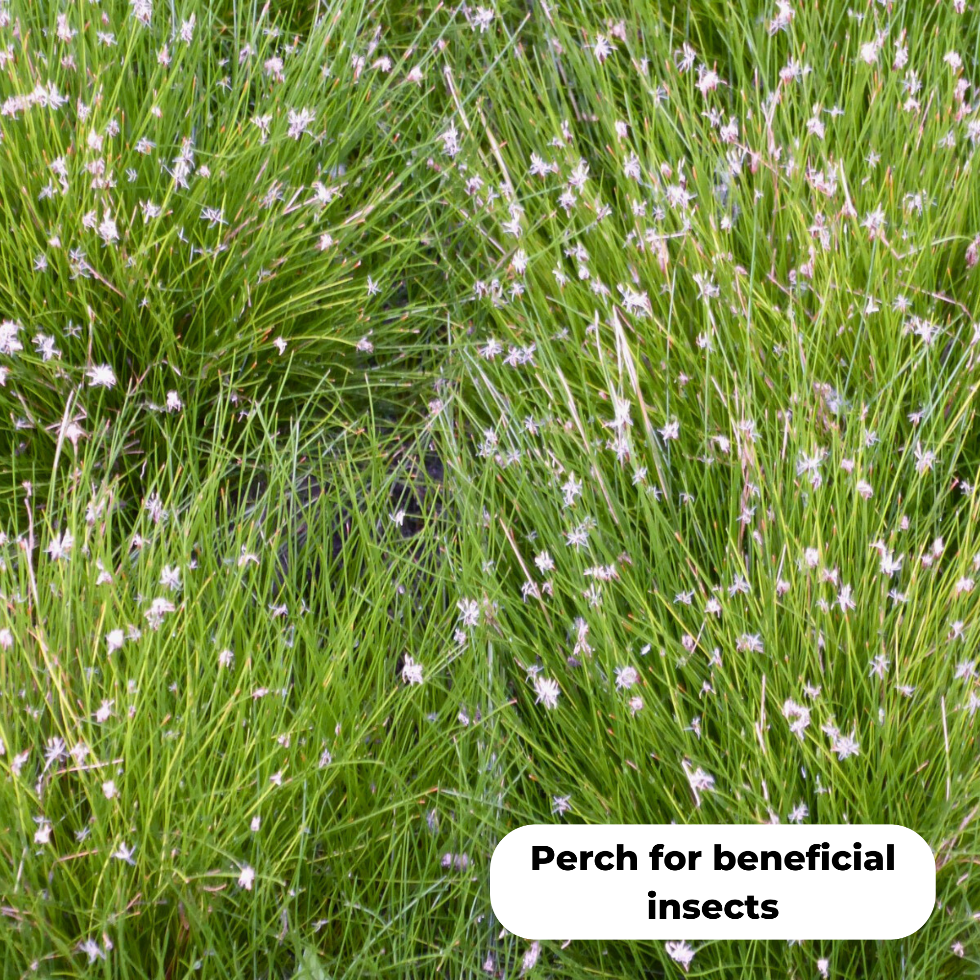 Needle spike-rush (Eleocharis acicularis). A good perch for beneficial insects