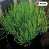 Pepper grass (Pilularia globulifera)