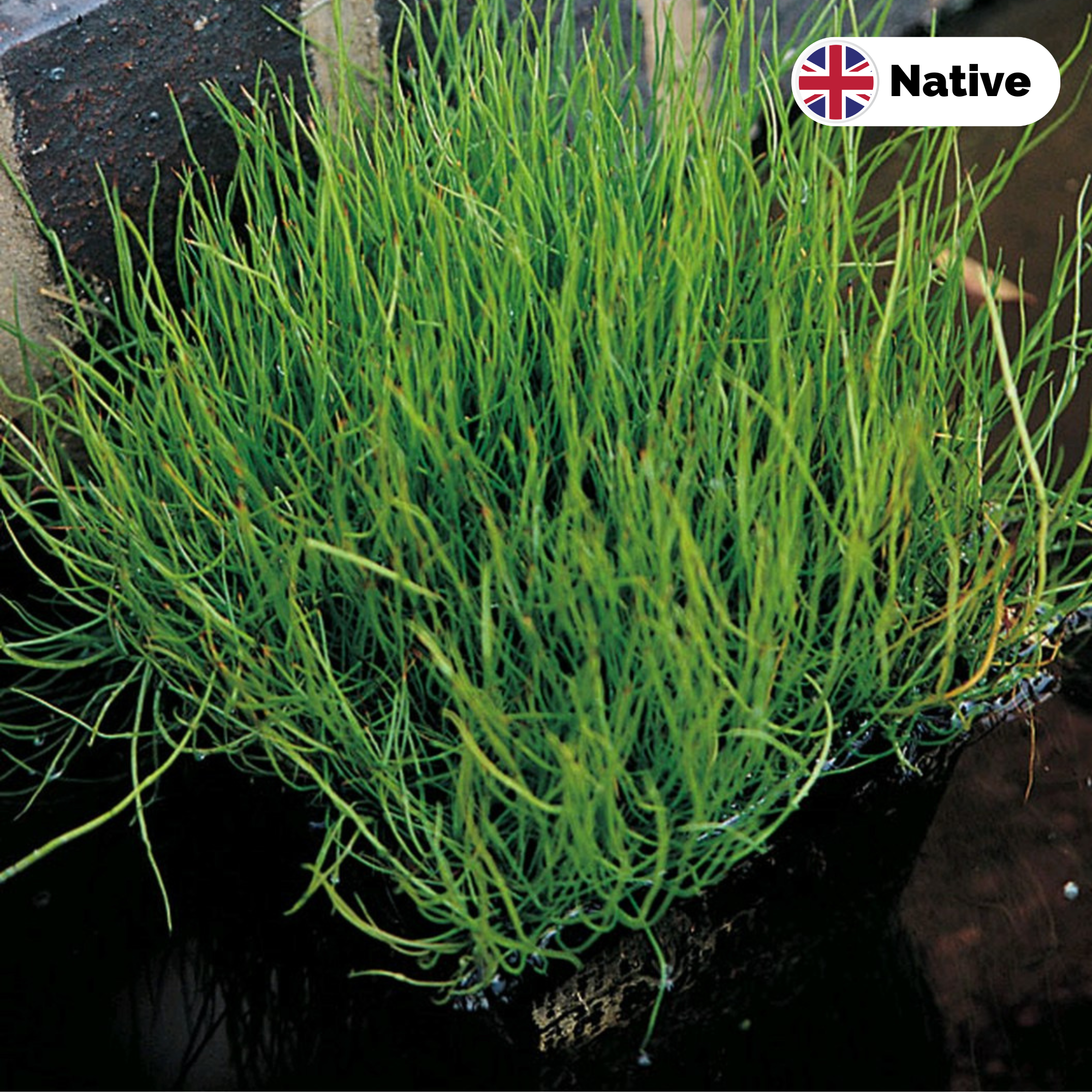 Pepper grass (Pilularia globulifera)