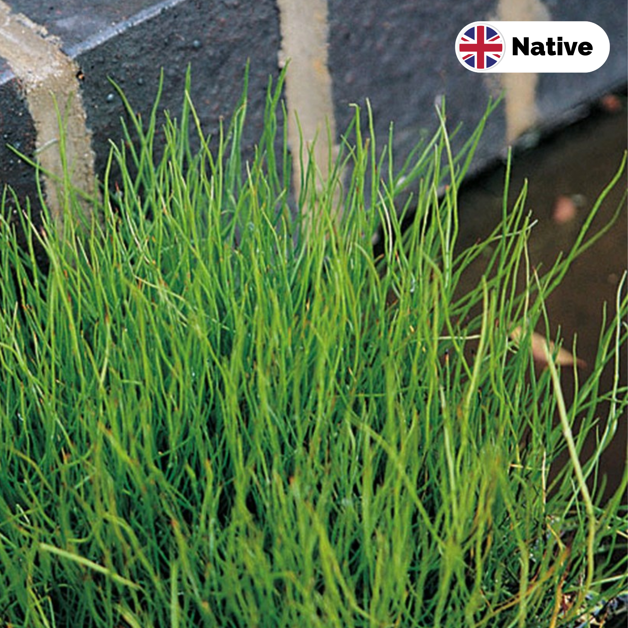 Pepper grass (Pilularia globulifera)