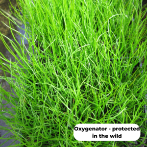 Pepper grass (Pilularia globulifera). An oxygenating plant that is protected in the wild.