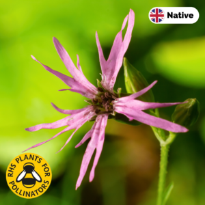 Ragged Robin (Lychnis flos-cuculi)