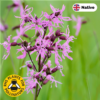 Ragged Robin (Lychnis flos-cuculi)