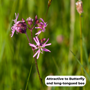 Ragged Robin (Lychnis flos-cuculi). Attractive to butterfly and long-tongued bee species.
