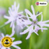 Ragged robin 'white' (Lychnis flos-cuculi). This is a colour variant of the native pink species