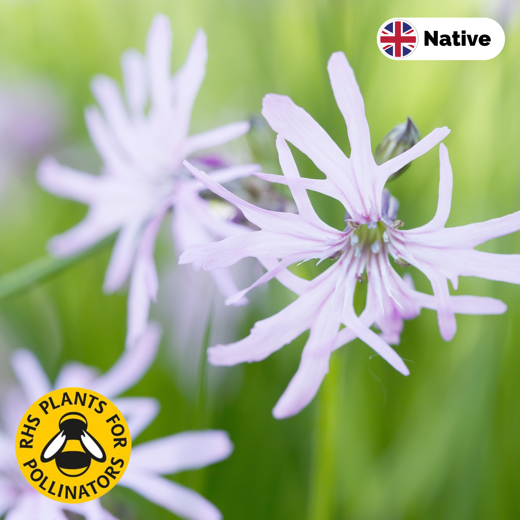 Ragged robin 'white' (Lychnis flos-cuculi). This is a colour variant of the native pink species