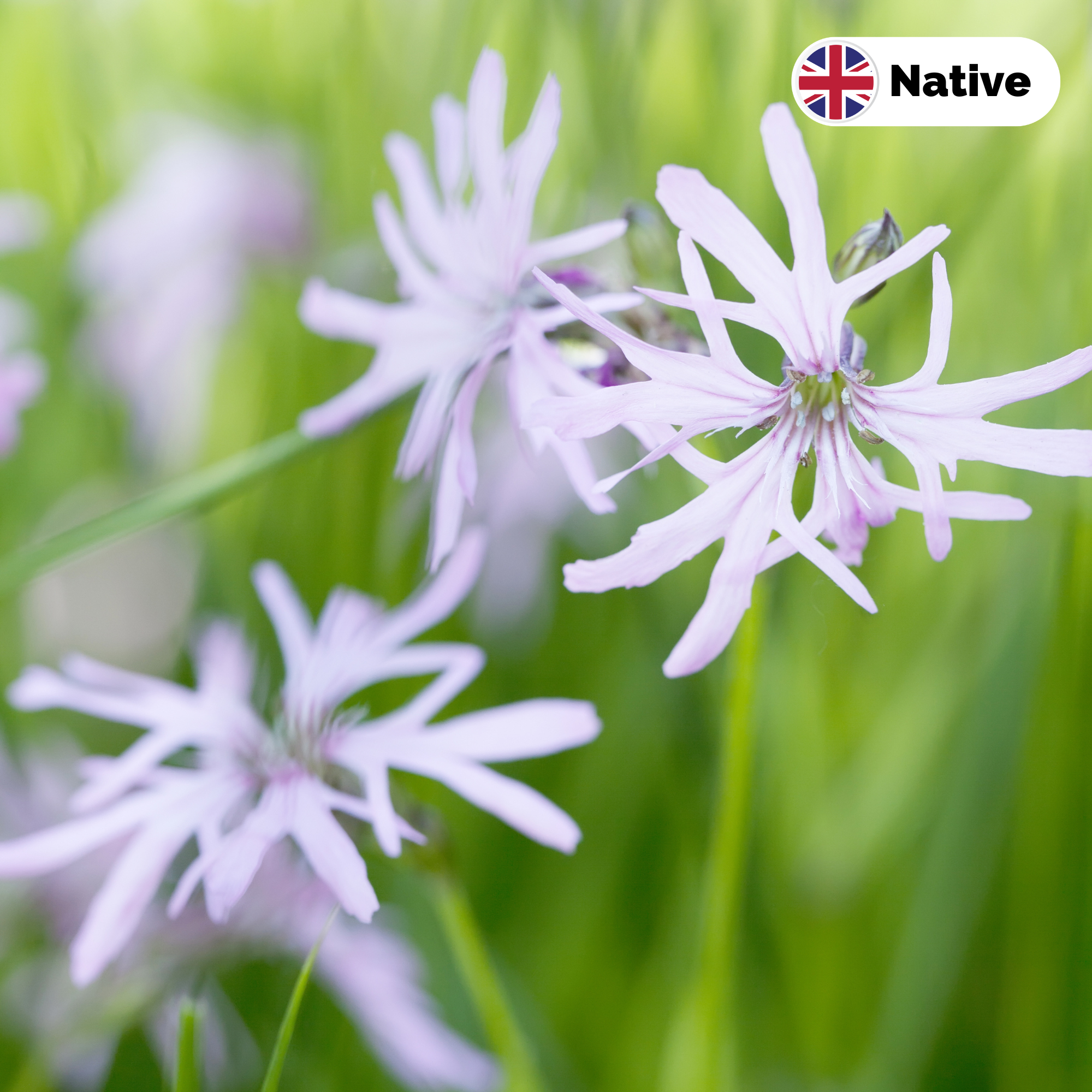 Ragged robin 'white' (Lychnis flos-cuculi). This is a colour variant of the native pink species