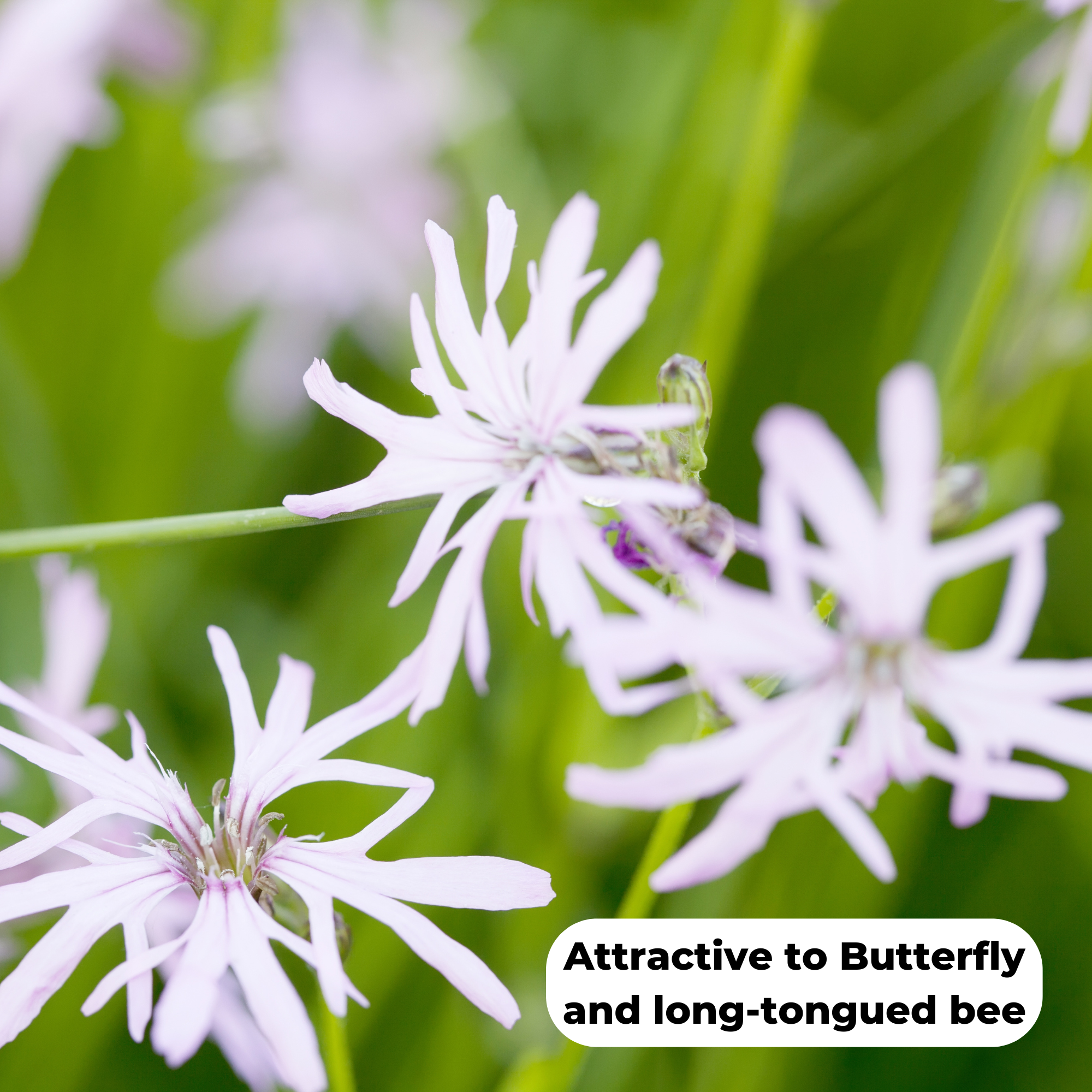 Ragged robin 'white' (Lychnis flos-cuculi). This is a colour variant of the native pink species. Attractive to butterfly and long-tongued bee species.