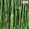 Rough Horsetail (Equisetum hyemale)