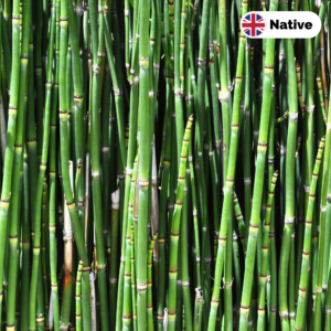 Rough Horsetail (Equisetum hyemale)