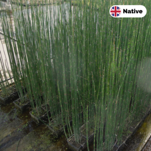 Rough Horsetail (Equisetum hyemale) growing in the nursery