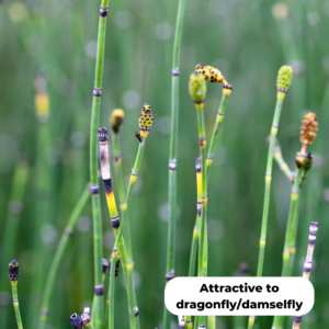 Rough Horsetail (Equisetum hyemale) with it's bur like flowers. This plant is very useful for dragonfly and damselfly.