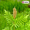 Royal Fern (Osmunda regalis)