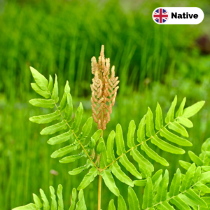 Royal Fern (Osmunda regalis)