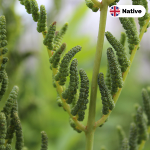 Royal Fern (Osmunda regalis)