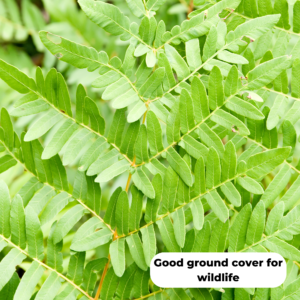 Royal Fern (Osmunda regalis). Good ground cover for wildlife.