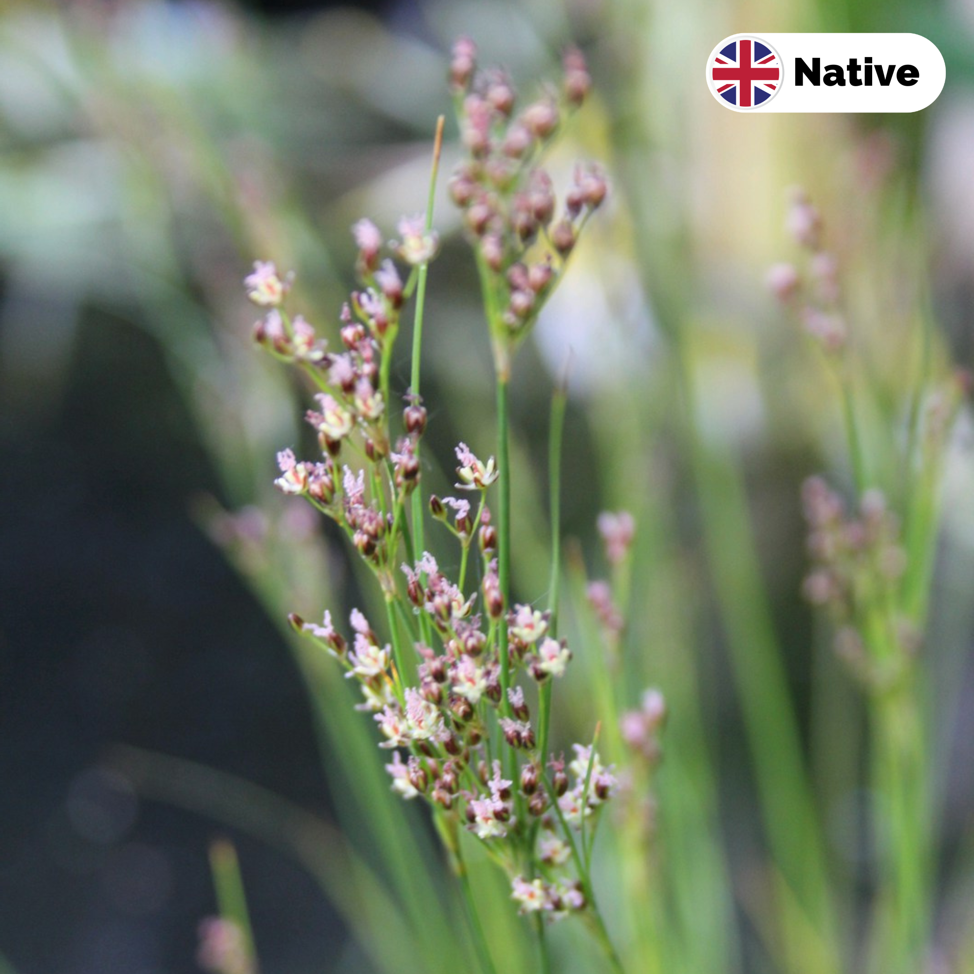 Sea rush (Juncus maritimus)