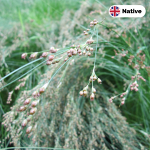 Sea rush (Juncus maritimus)