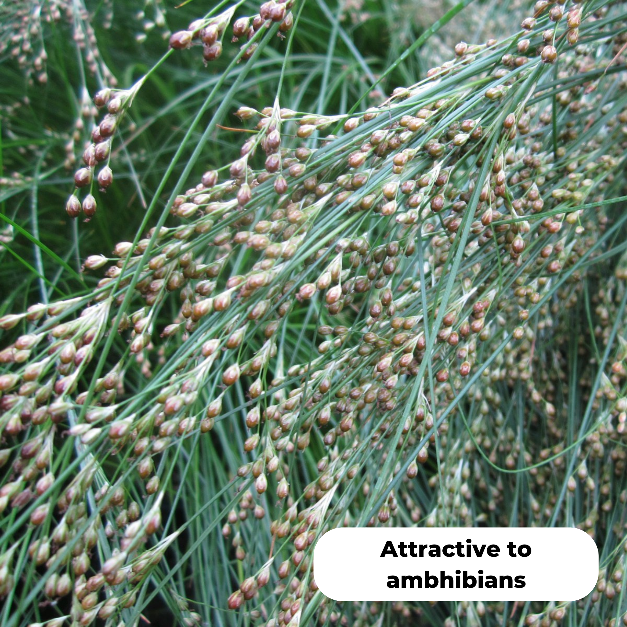 Sea rush (Juncus maritimus). Attractive to amphibians.