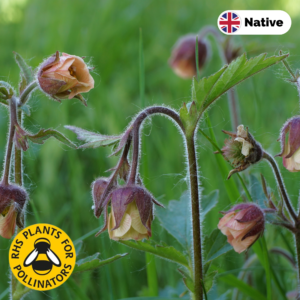 Water avens (Geum rivale)
