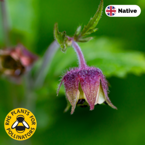 Water avens (Geum rivale)