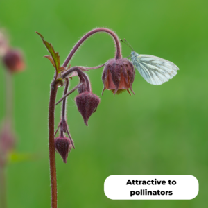 Water avens (Geum rivale) with a butterfly resting on top of a flower. Attractive to pollinators.