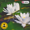 White waterlily (Nymphaea alba)