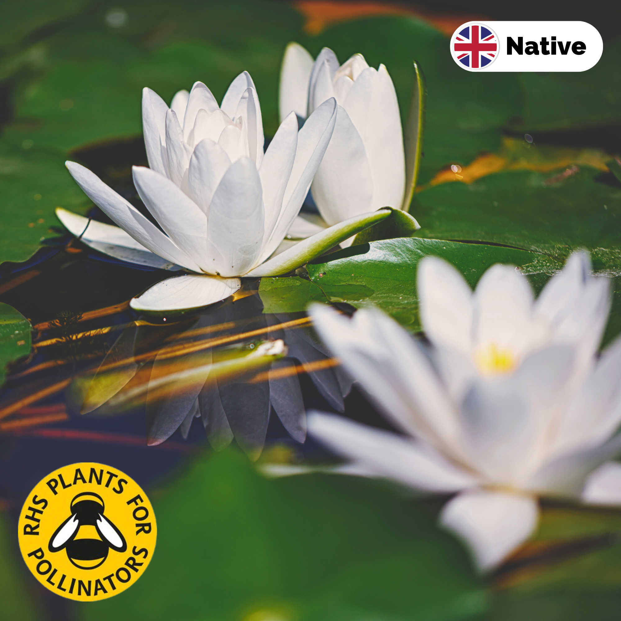 White waterlily (Nymphaea alba)