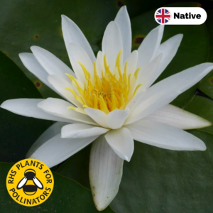 White waterlily (Nymphaea alba)
