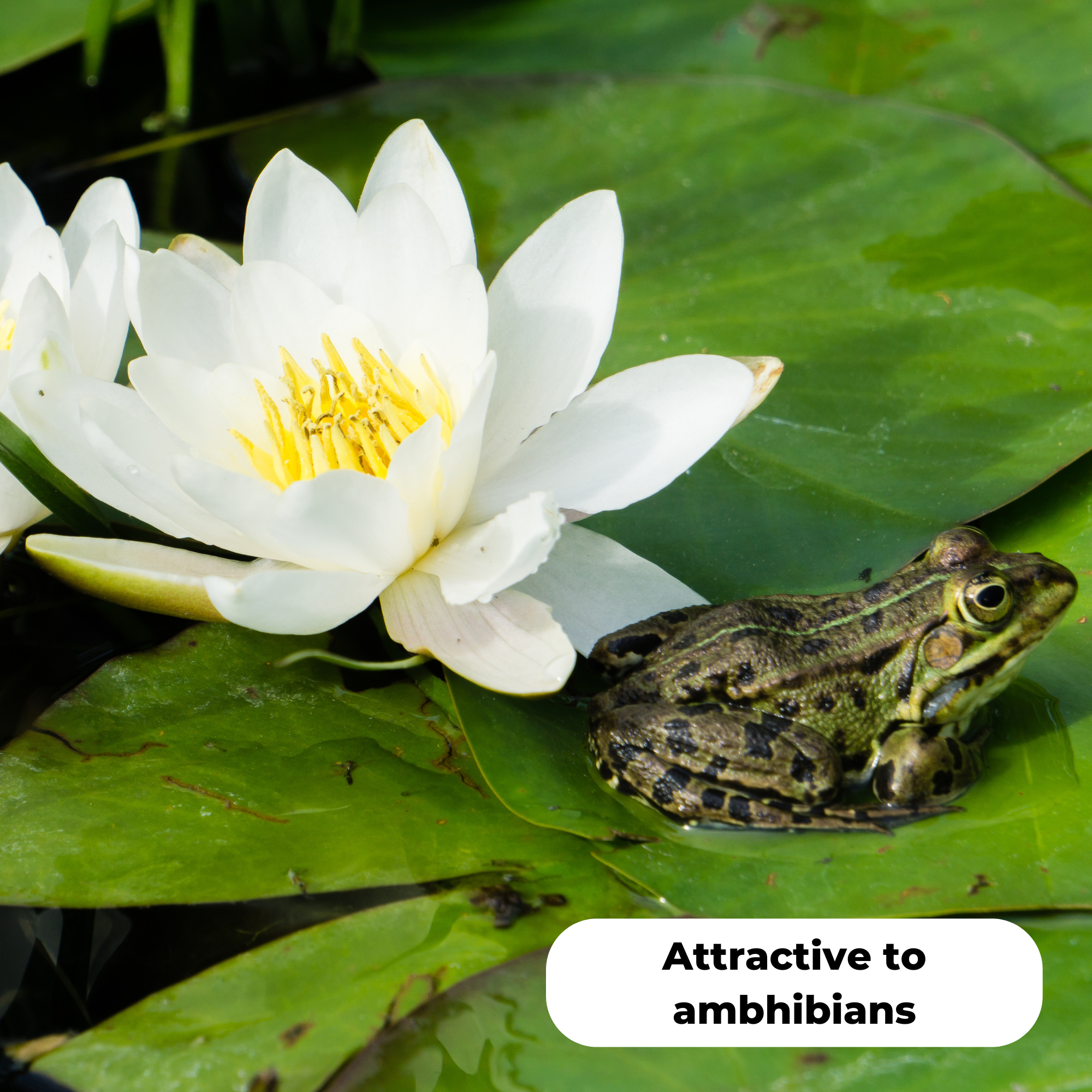 White waterlily (Nymphaea alba) with a common frog sitting on one of the lily pads. Attractive to amphibians.
