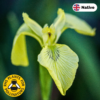 Yellow flag iris (Iris pseudacorus)